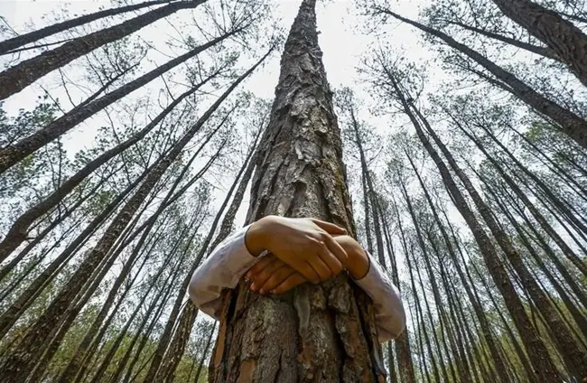 zagrlite drvo dendroterapija